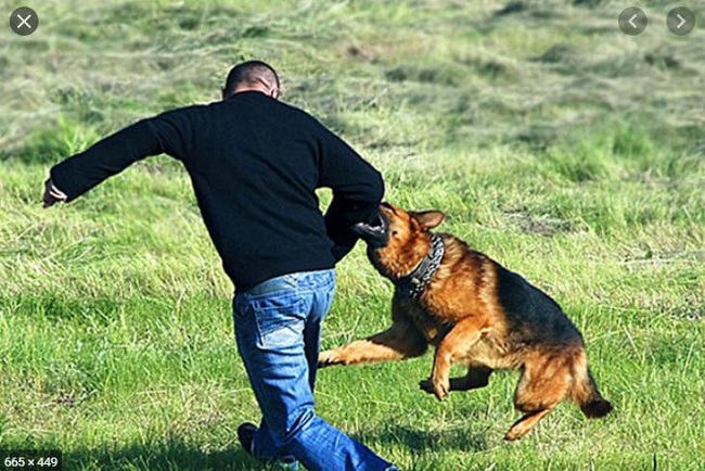 Clip Chó Pitbull cắn chết người trong quán cà phê, tấn công chủ trọng thương