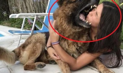 Chó Pitbull cắn chết người trong quán cà phê, tấn công chủ trọng thương