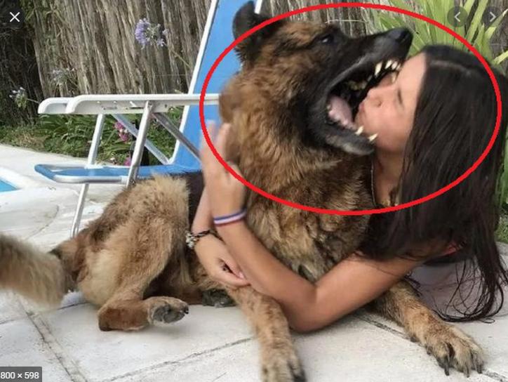 Clip Chó Pitbull cắn chết người trong quán cà phê, tấn công chủ trọng thương