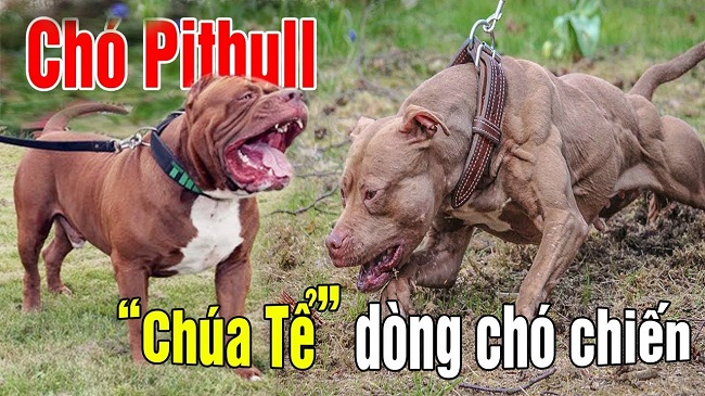 Clip Chó Pitbull cắn chết người trong quán cà phê, tấn công chủ trọng thương