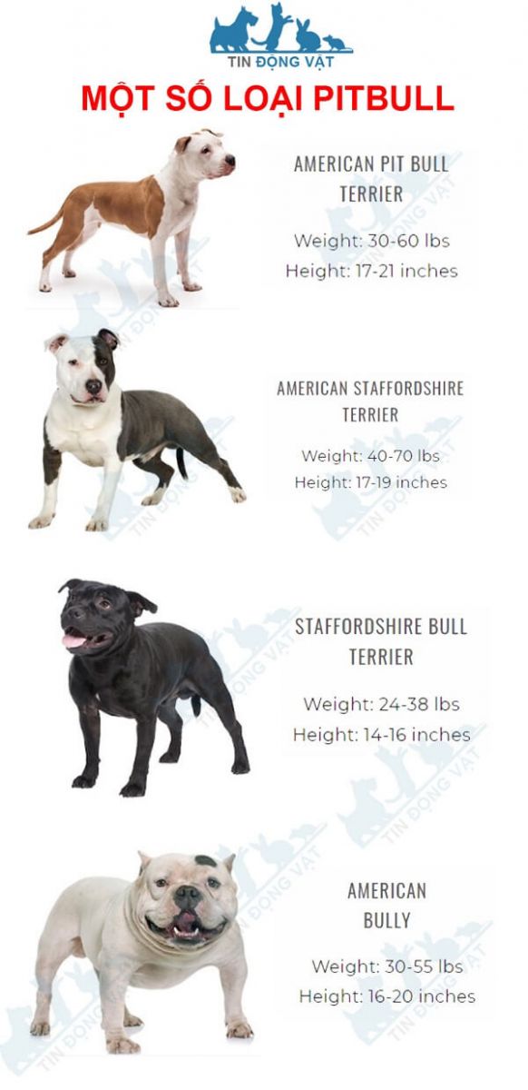 Clip Chó Pitbull cắn chết người trong quán cà phê, tấn công chủ trọng thương