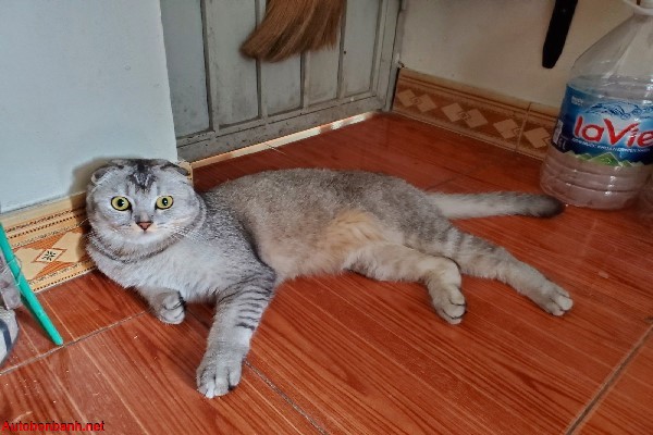 Nguy&ecirc;n nh&acirc;n ph&ograve;ng kh&aacute;ch c&oacute; m&ugrave;i h&ocirc;i